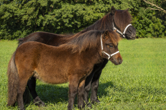 01-Shetlandpony-16_-Reserve-Kampioen-Veulen-overige-maat