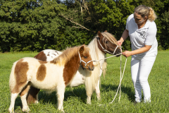 02-Shetlandpony-83_-Reservekampioen-Veulen-minimaat
