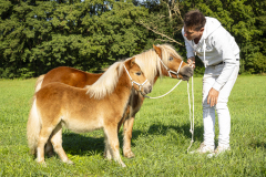 03-Shetlandpony-68_-Kampioen-Veulen-minmaat