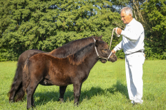 04-Shetlandpony-7_-kampioen-Veulen-overige-maten