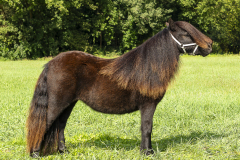 30-Shetlandpony-103_-Kampioen-Jeugd-mini-maat