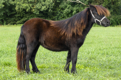 31-Shetlandpony-122_-Kampioen-Jeugd-kleine-maat