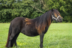 32-Shetlandpony-188_-Kampioen-Jeugd-midden-maat