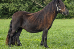 33-Shetlandpony-169_-Kampioen-Jeugd-grote-maat-best-gefokte