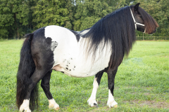 6873-Shetlandpony-352_-Kampioen-Beste-bonte-pony-Reservekampioen-grote-maat