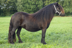 69-73-Shetlandpony-253_-Kampioen-Beste-3-jarige-Dagkampioen-grote-maat