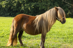70-Shetlandpony-241_-Reservekampioen-mini-maat