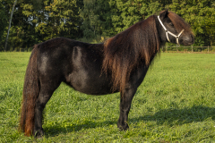 7076-Shetlandpony-316_-Dagkampioen-mini-maat-Erekampioen-mini-maat