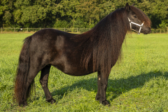 71-Shetlandpony-278_-Reservekampioen-kleine-maat