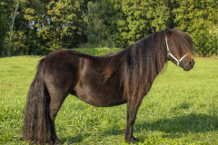717577-Shetlandpony-224_-71-Dagkampioen-kleine-maat