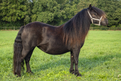 72-Shetlandpony-220_-Dagkampioen-middenmaat