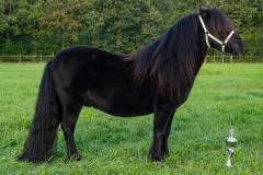 74-Shetlandpony-221_Dagkampioen-Ruinen-2024