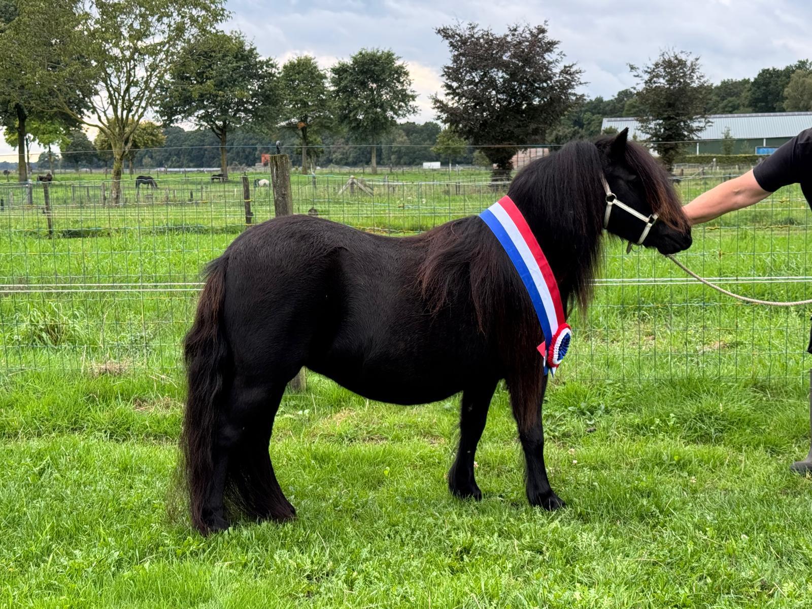 Silke v.d. Buitenweg kamp kleine maat alg. kamp. en beste 3-jarige nr. 234