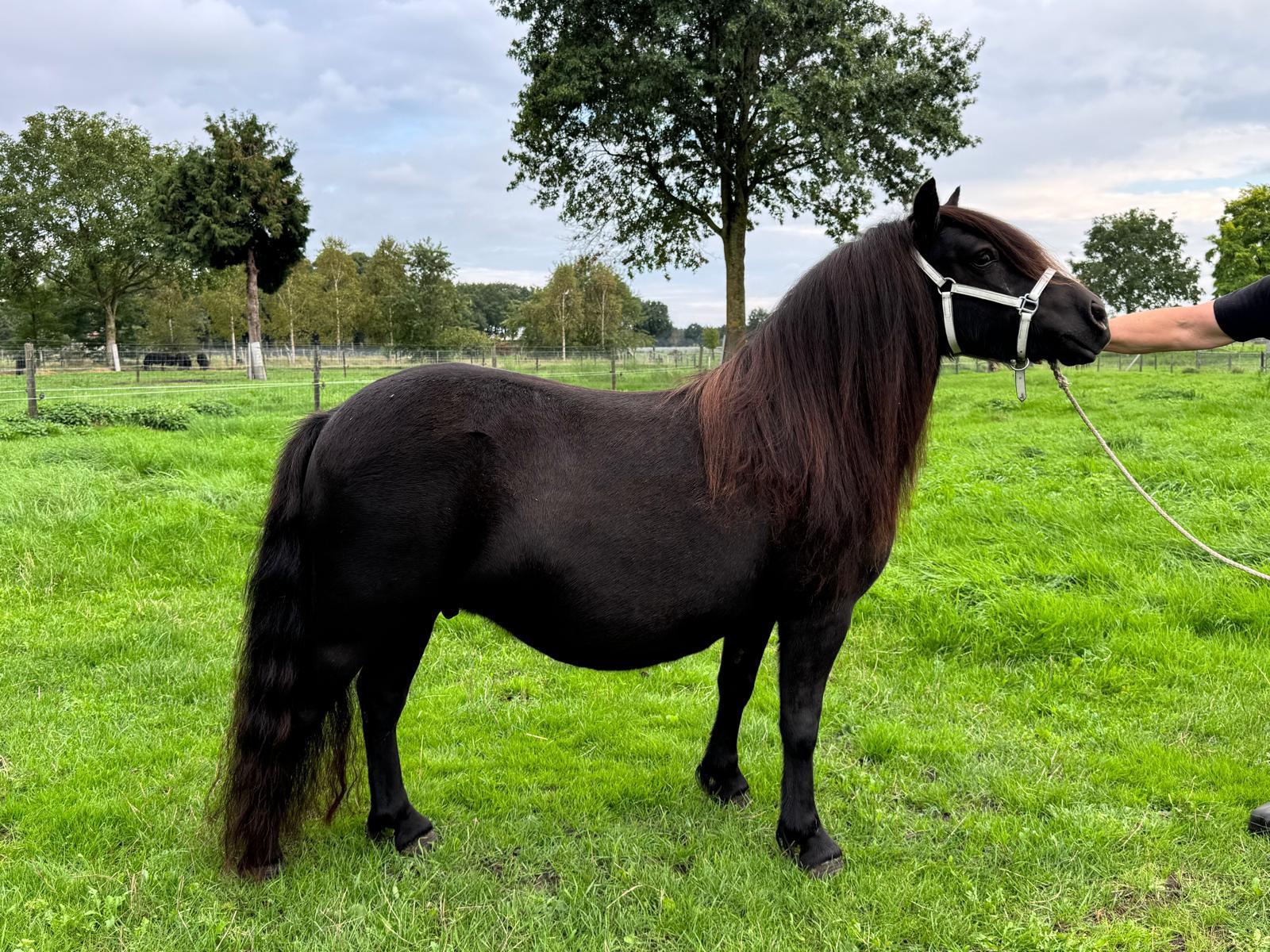 Robinetta v.d. Buitenweg grote m. nr. 286