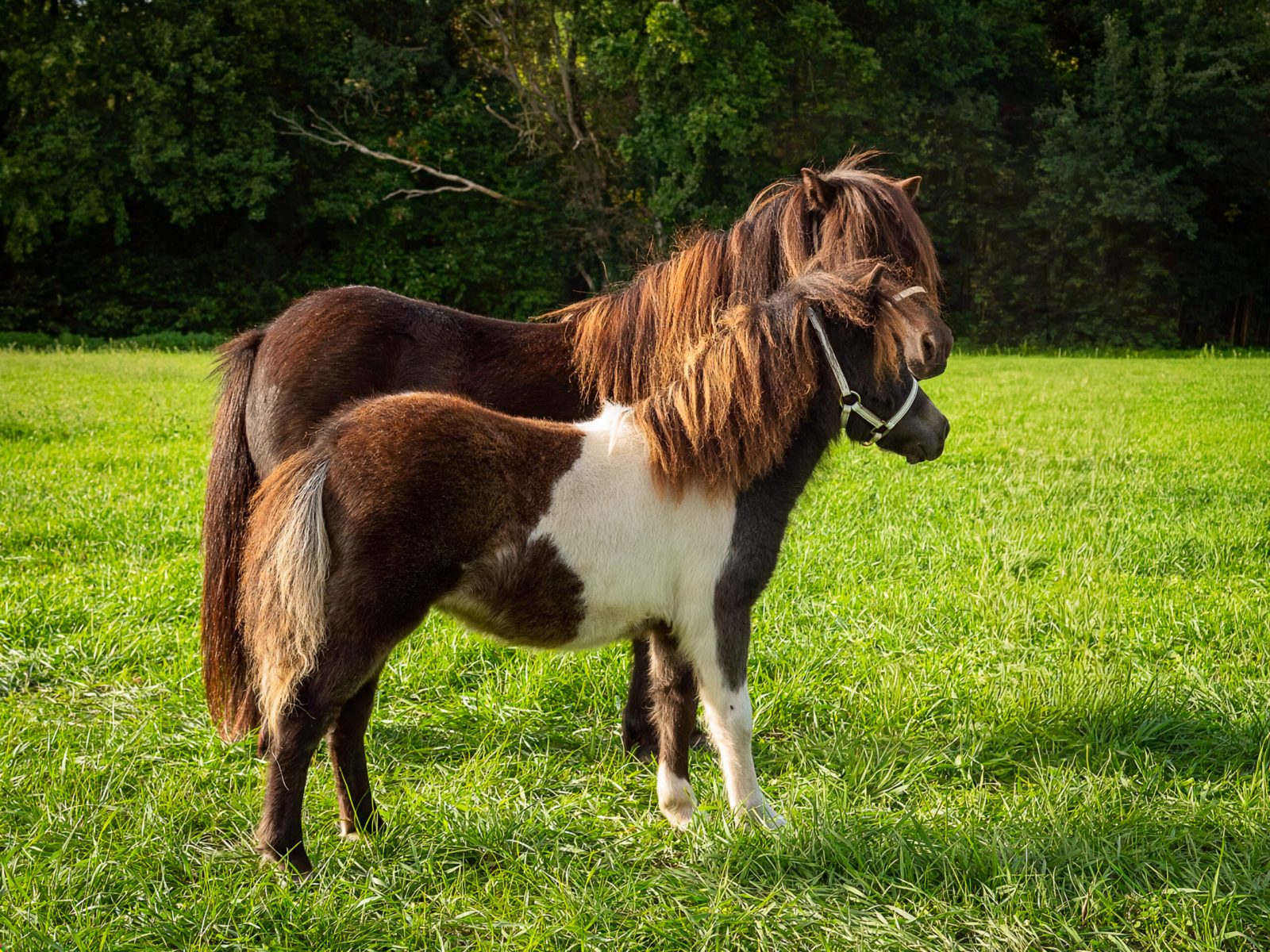 Whitney Oreo v.d. Toom Mini veulen kamp. nr. 40